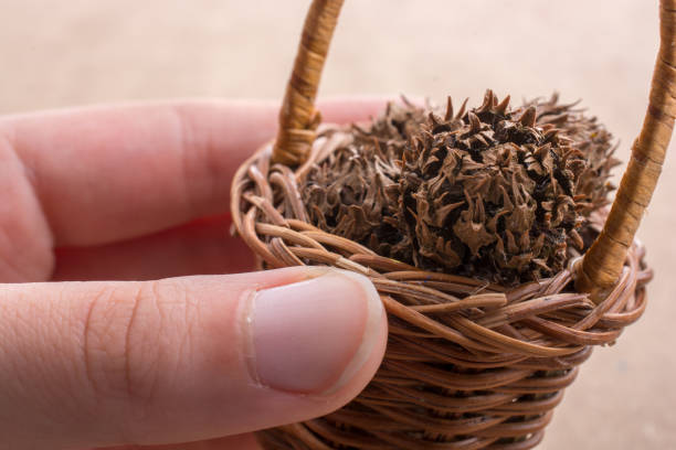 istock Hand holding a wicker basket in hand 813973290