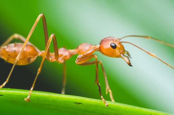 istock red ant stand on green leaf with green background. 813974816