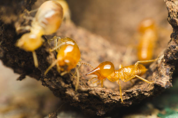 termiten arbeiten an baumrinde. teamarbeit für die harmonische arbeit zu vereinen. - termite soil stock-fotos und bilder