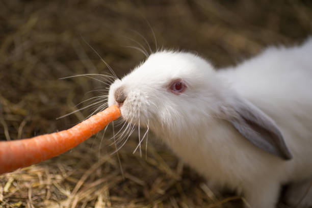 istock Funny little white rabbit with red eyes is eating a carrot on straw. 813978710