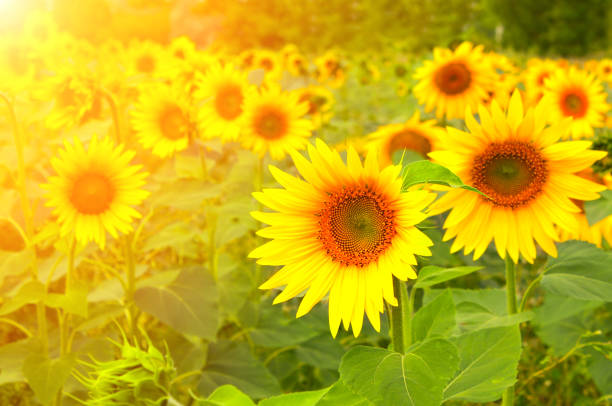 istock Sunflowers on blurred sunny background 813979158