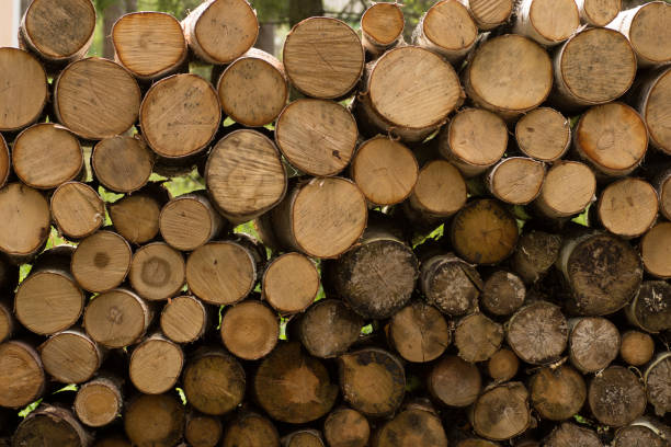 istock Pile of wood logs ready for winter 813979356