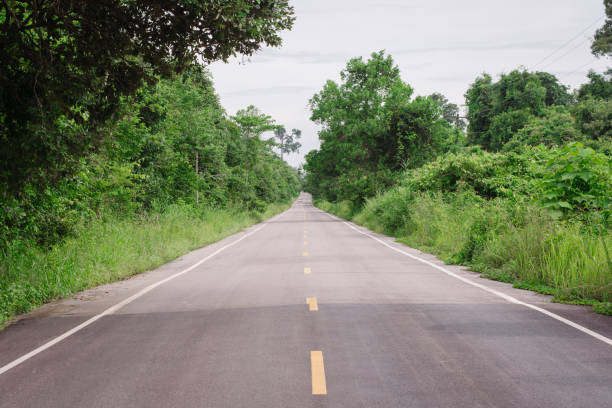 istock Country road running through tree alley. 813979612