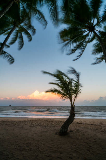 istock Palm Cove Beach Sunrise 813980996