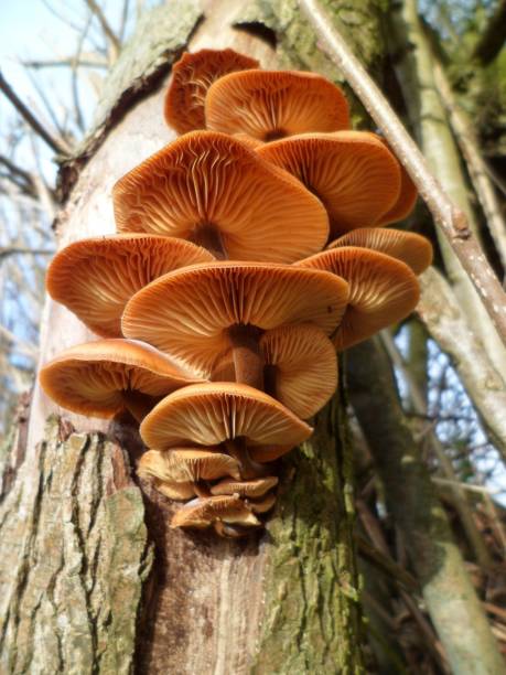 istock Velvet Shank Mushroom Cluster 813983266
