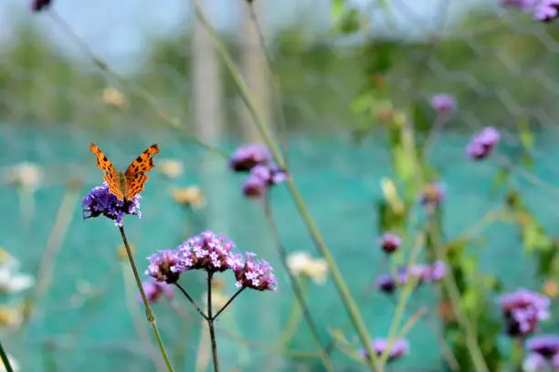 Comma butterfly with orange and brown wings sits on verbena flowers - selective focus and copy space