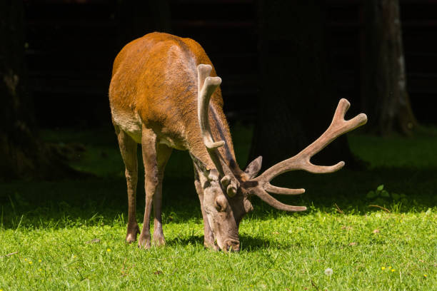 Red Deer in Bialowieza Forest Bialowieski Park Narodowy in Poland