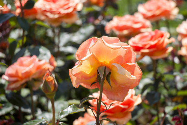 istock Beautiful colorful Rose Flower 813984268