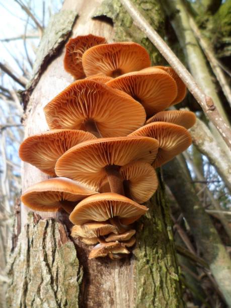 istock Velvet Shank Mushroom Cluster 813984420