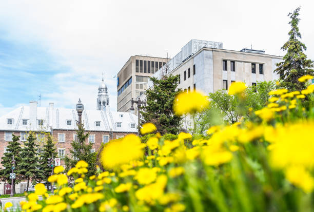 old town church building and rbc bank sign by avenue honore-mercier street and yellow dandelions in summer - royal bank of canada imagens e fotografias de stock