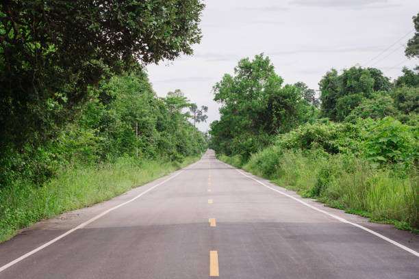 istock Country road running through tree alley. 813987510