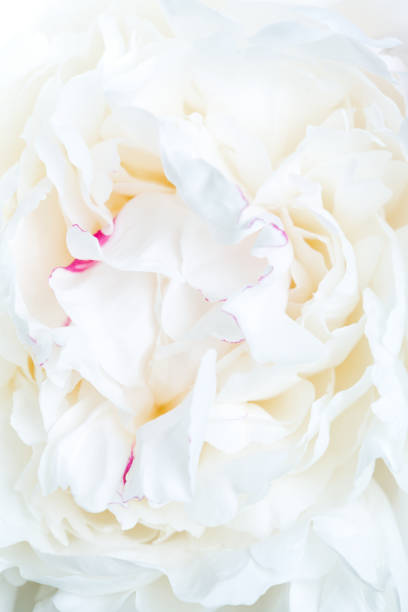 istock close up of white peony 813992550