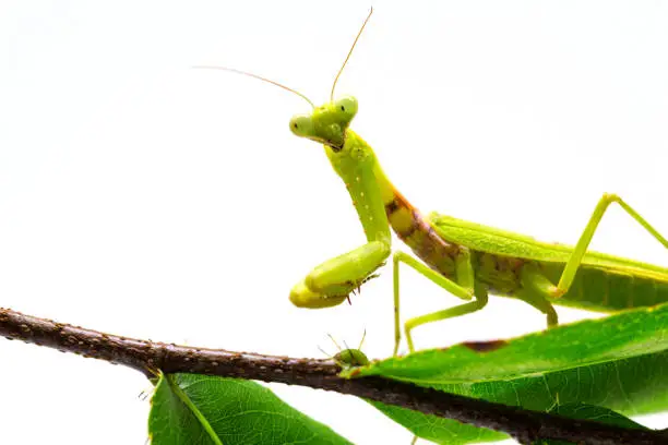 Photo of Mantis on green leaf on white background. Green mantis on tree branch.
