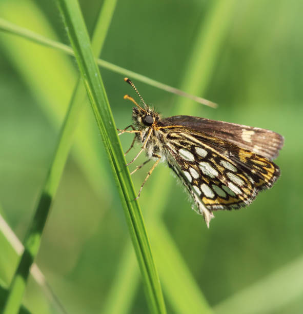 gran chequered skipper mariposa (heteropterus morpheus) - morpheus fotografías e imágenes de stock