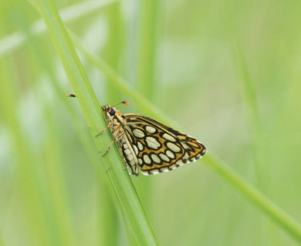 gran chequered skipper mariposa (heteropterus morpheus) - morpheus fotografías e imágenes de stock