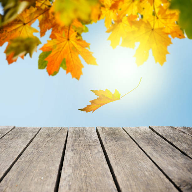 istock Maple Leaves Falling On Wooden Desk 813995918