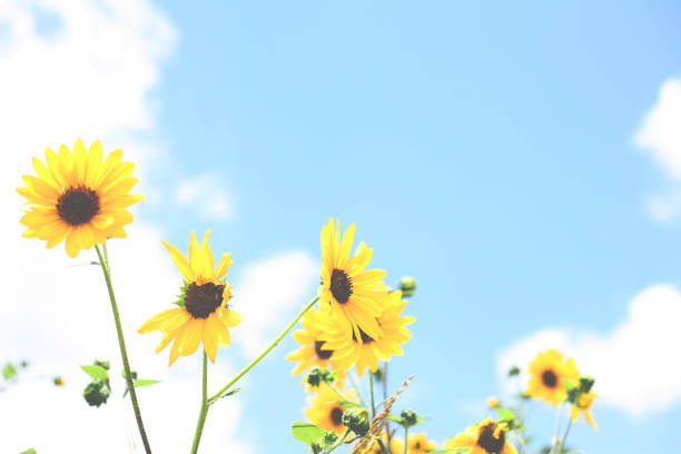 istock Bright yellow sunflowers growing in field against blue sky. 813996006