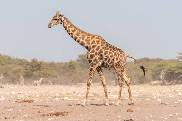 istock Namibian giraffe walking and pooing 813998652