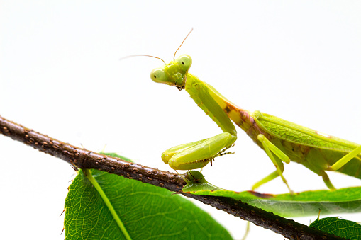 Mantis on green branch on white background. Green mantis on green plant. Soothsayer or mantis closeup. Dangerous insect in tropics. Mantodea Religiosa studio shot. Exotic nature species macro photo