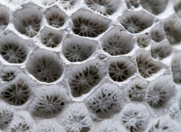 istock Coral structure close-up. Dead coral reef macro photo. White coral filter combs macrophotography. 814002460