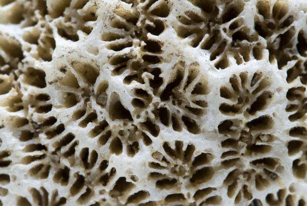 istock Coral structure close-up. Dead coral reef macro photo. Abstract natural texture. 814002462