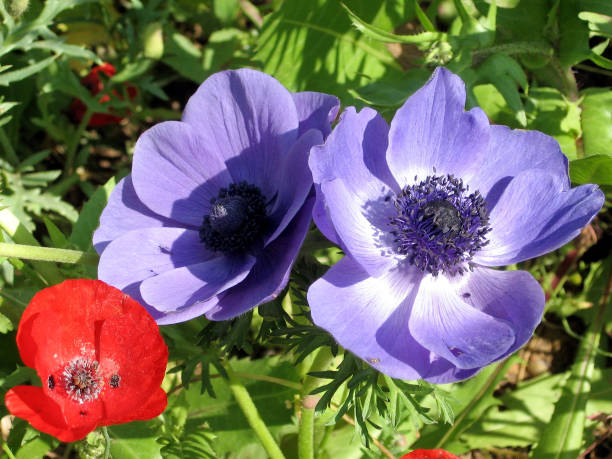 istock Ramat Gan Park Poppy and Crown Anemone  2007 814002466