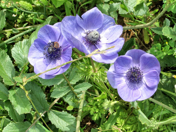 istock Ramat Gan Park Purple Crown Anemone flowers 2007 814002690