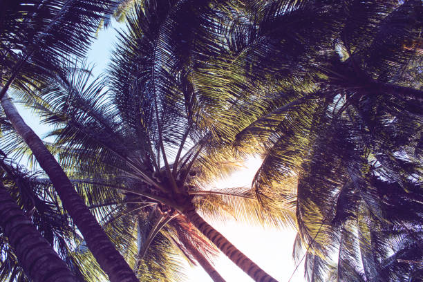 istock Tropical palm leaf on sunset sky background. Tropical nature moody effect toned photo. 814002776