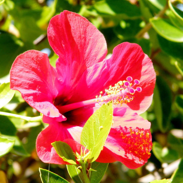 istock Ramat Gan Park Red Hibiscus 2010 814004878