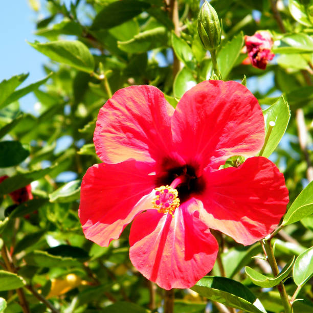 istock Ramat Gan Park Red Hibiscus flower 2010 814004974