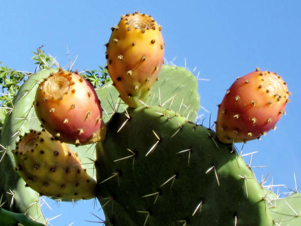 istock Ramat Gan Park Sabra Cactus 2012 814007082