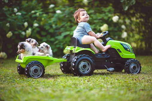 Boy driving his Shetland Sheepdog puppies in a tractor toy