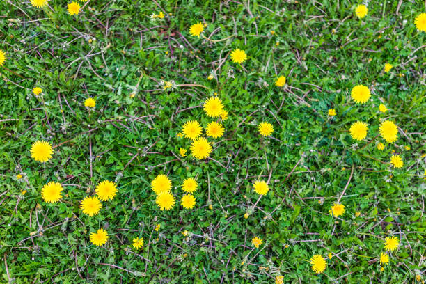istock Flat top view of yellow dandelion flowers in spring or summer 814007882