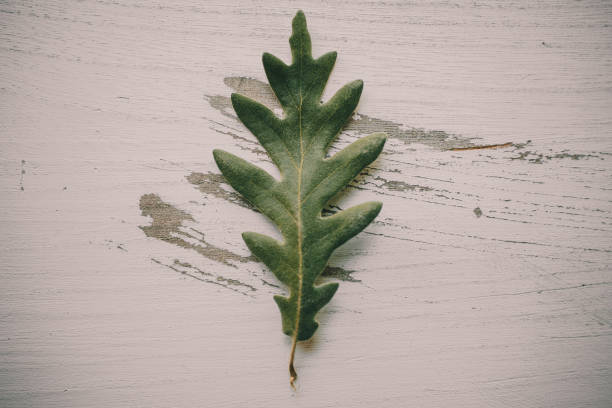 istock Oak tree leaves on white wooden background. Green oak leaf texture and background for designers. Close up view of green oak tree leaves on white wood. Organic background. Leaf textured. 814008076