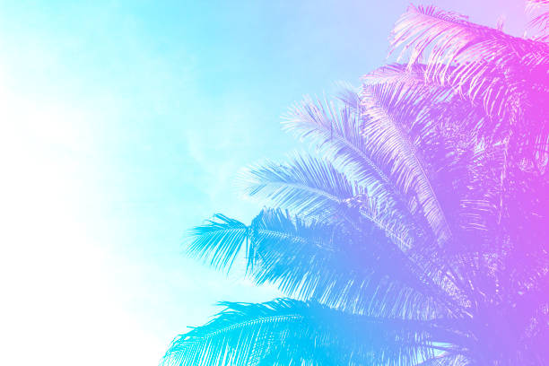 istock Coco palm tree on sky background. Gentle pink and blue toned photo. 814010406