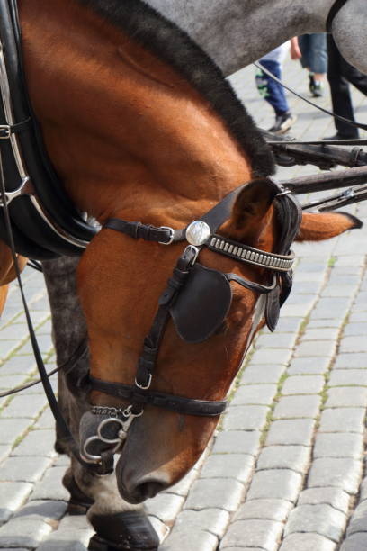 istock Head of a horse hitching up in Prague 814010444