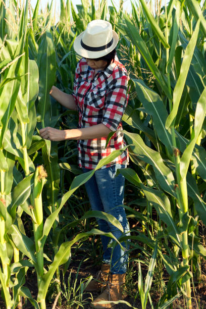 bada jakość młodej kukurydzy - corn corn crop field stem zdjęcia i obrazy z banku zdjęć