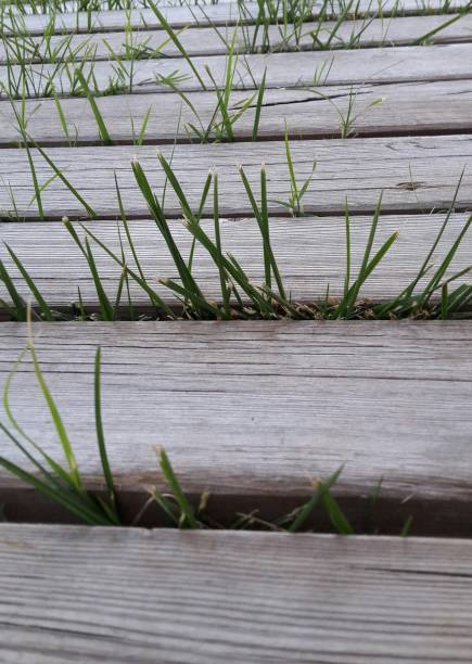 istock Grass leaves between wooden stepway close shot 814018212