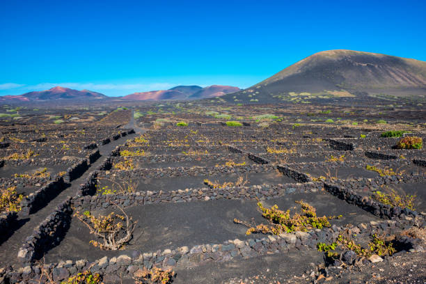 istock Vineyards in Volcanic Landscape on Lanzarote 814018306