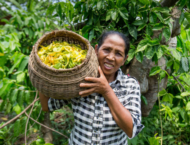 The woman bears a basket with the Ylang-ylang. Plantation Ylang-ylang. Madagascar, Nosy Be. December 6, 2014. stock photo