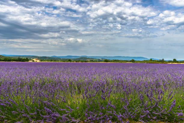istock Bonnieux -Lavender and clouds 814023134
