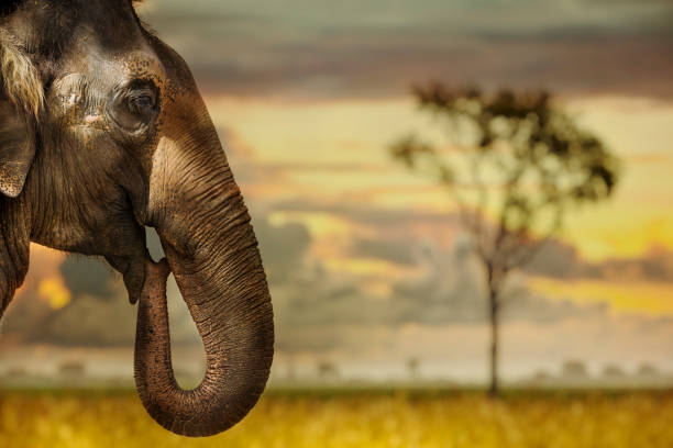 African elephant eating in the dawn