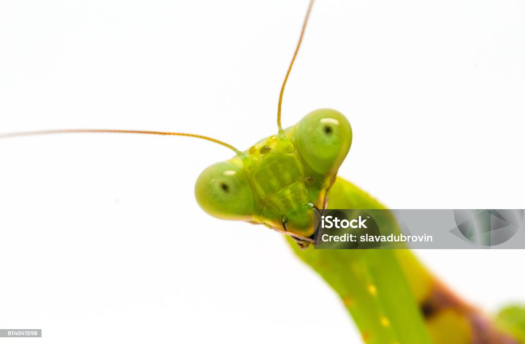 Green mantis close-up. Surprised soothsayer macro photo. Mantis portrait with curious look to camera. Green mantis close-up. Surprised soothsayer macro photo. Mantis portrait with curious look to camera. Exotic pet macro photo. Tropical insect closeup. Green mantis banner template with text place Praying Mantis Stock Photo