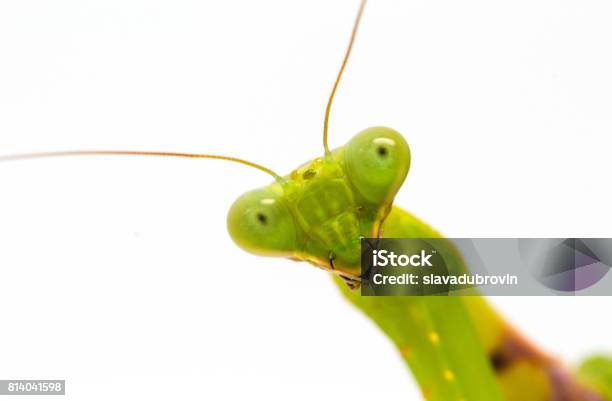 Green Mantis Closeup Surprised Soothsayer Macro Photo Mantis Portrait With Curious Look To Camera Stock Photo - Download Image Now