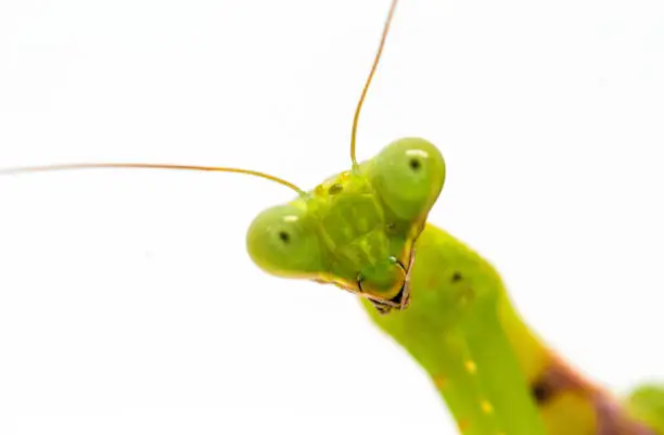 Green mantis close-up. Surprised soothsayer macro photo. Mantis portrait with curious look to camera. Exotic pet macro photo. Tropical insect closeup. Green mantis banner template with text place