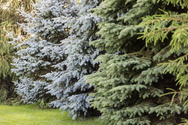 Row of spruce trees and green lawn in a landscaped garden.