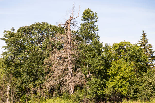 Green summer woodland area with a single dead Spruce tree.