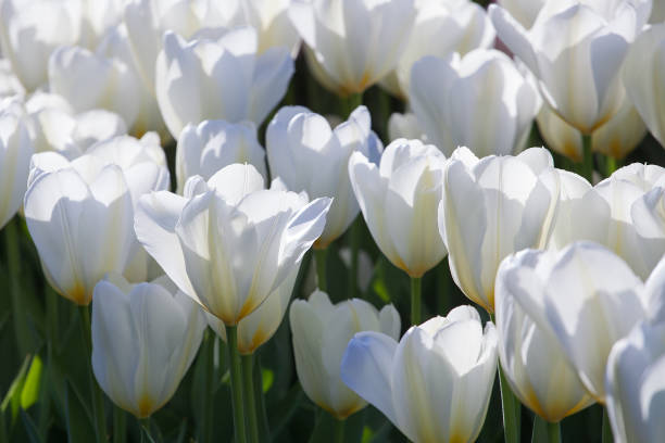 istock White tulips in the bright sun in the park 814065544
