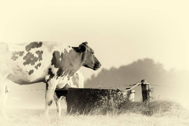 Antique plate photography of cow drinking from water hole at dawn.