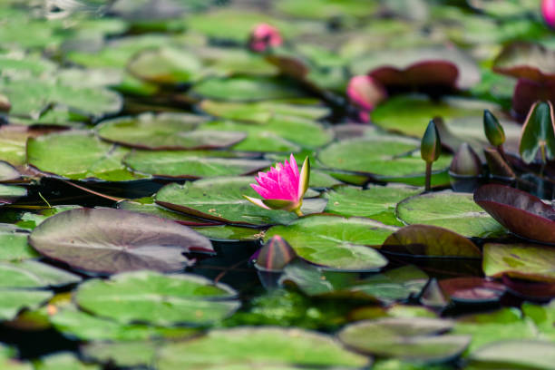 カラフルな睡蓮スイレン アルバやロータスの花としても知られている活気に満ちた緑の池の眺め。 - bentham ストックフォトと画像